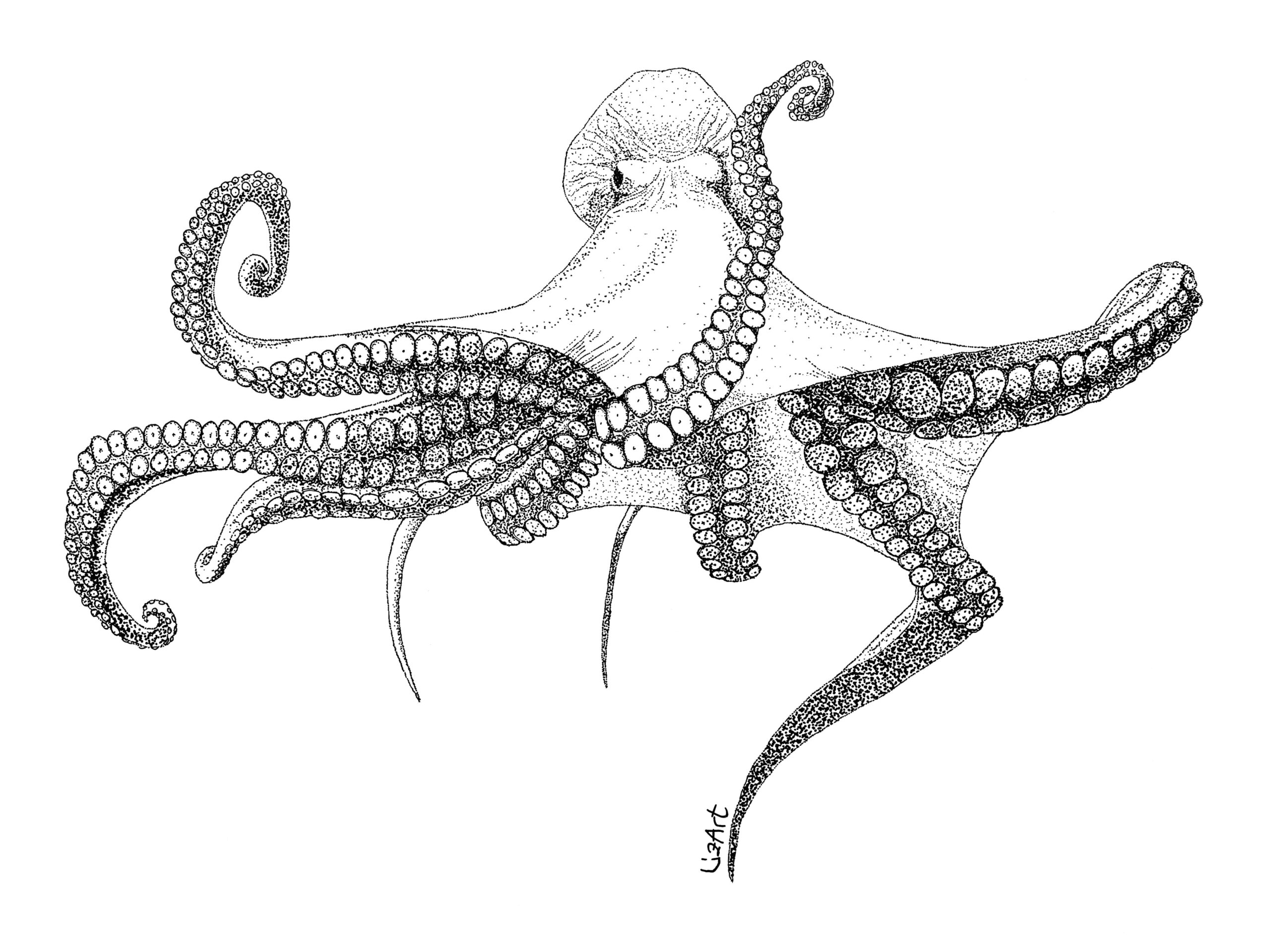Illustrazione che ritrae un polpo realizzato con dot work