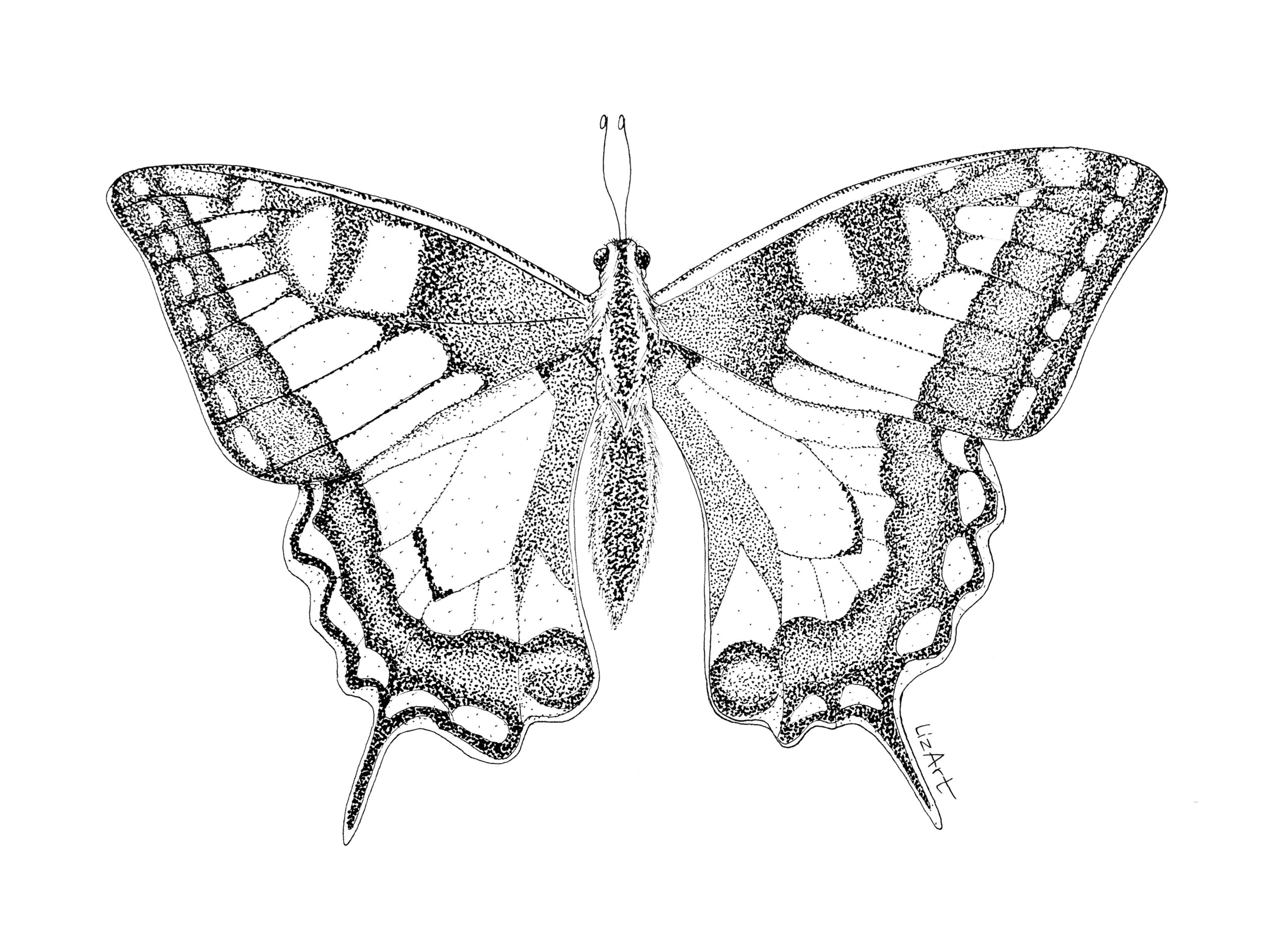 Illustrazione che ritrae una farfalla realizzato con la tecnica del dotwork